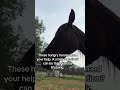 The hungry horses needs your help feeding them please #helpthemfoundation #rescueefforts #horse #usa