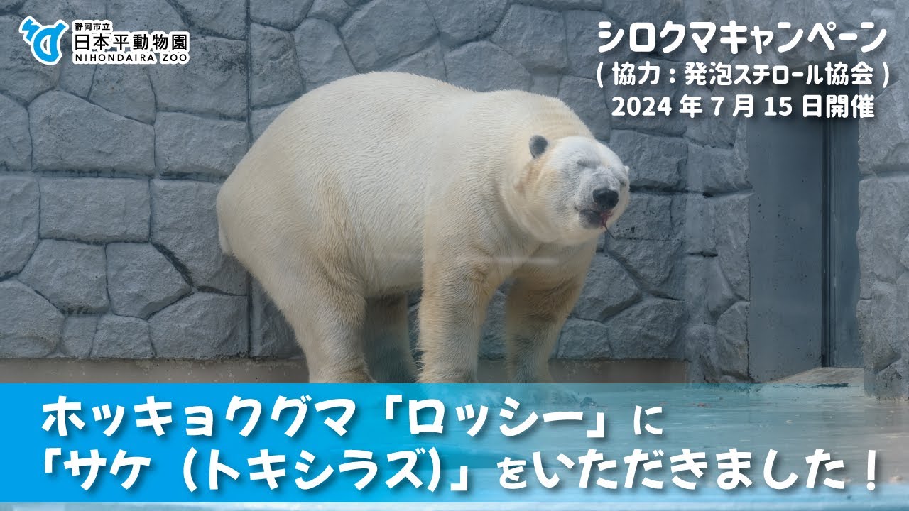 3572ミュージカルキャンドルシロクマ冬 3572ミュージカルキャンドル