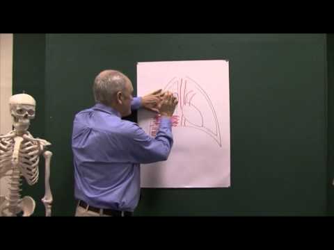 Video: Hemothorax: Symptomer, Behandling, årsaker