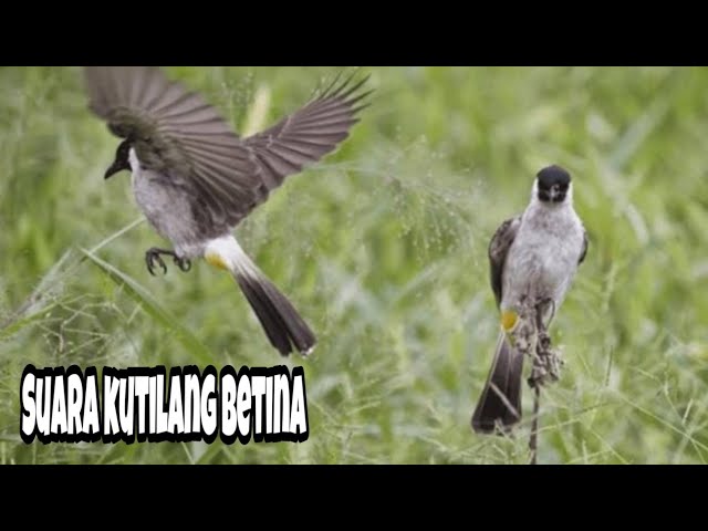 Suara pikat burung kutilang betina memanggil jantan class=