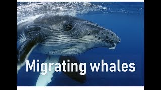 Migrating whales