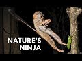 Tarsiers: Creepy Little Ninjas