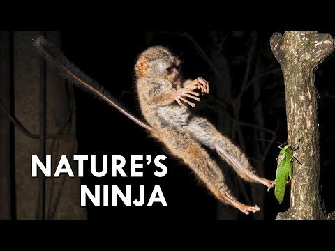 Video: Is spektrale tarsier nagtelik?