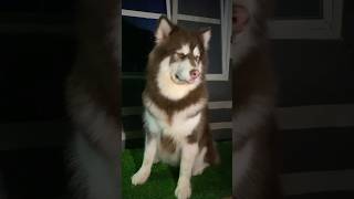 Alaskan malamute #dog #doglover #funny #4k #malamute