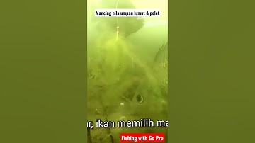 mancing nila umpan lumut & pelet pakai go pro