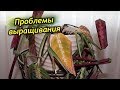 Как Спасти Маранту??? Болезни и вредители Маранты.