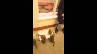 First Training for Meerkats