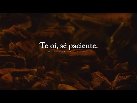 Mensaje de Dios para ti: Te oí, sé paciente...