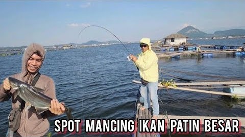 Mancing jatiluhur terbaru//rekomendasi spot mancing ikan patin besar...di samping kolam jaring apung