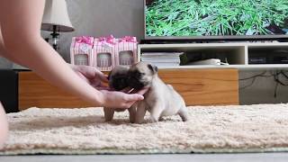 CUTEST PUG PUPPIES by Devoue Kennel 1,545 views 5 years ago 1 minute, 2 seconds