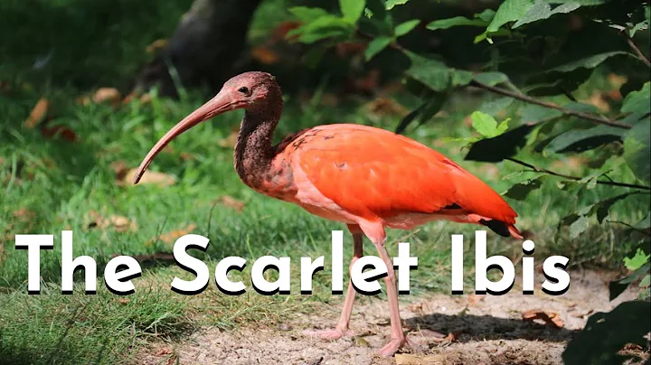 The Scarlet Ibis Read Aloud