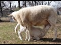 Katahdin Lamb Crop 2022