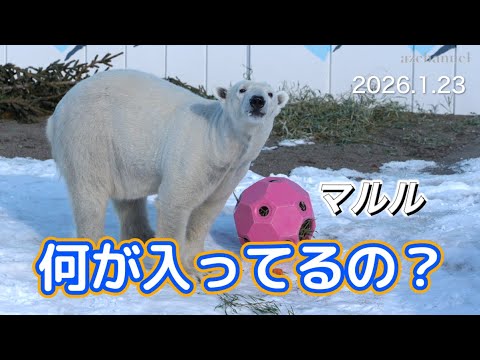 【釧路市動物園】朝のホッキョクグマ🐻‍❄️マルル🐻‍❄️🍉🥕🍏🌱🍖？何が入っているのかな？