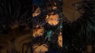 殻付きウニ　生ウニ　三陸産　#shorts