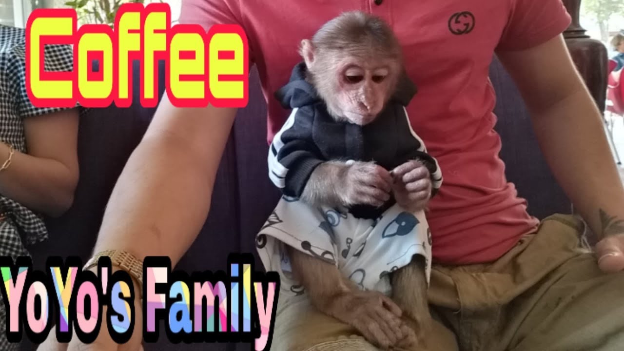 Baby monkey |YoYo's family goes for coffee|Family yoyo's|