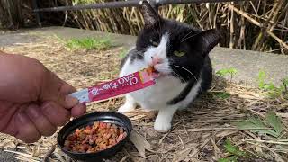 牛みたいな野良猫のモーちゃんがご飯を食べる　Moe, a stray cat that looks like a cow, eating a meal