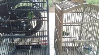 Duel maut.ranting vs ijo mini