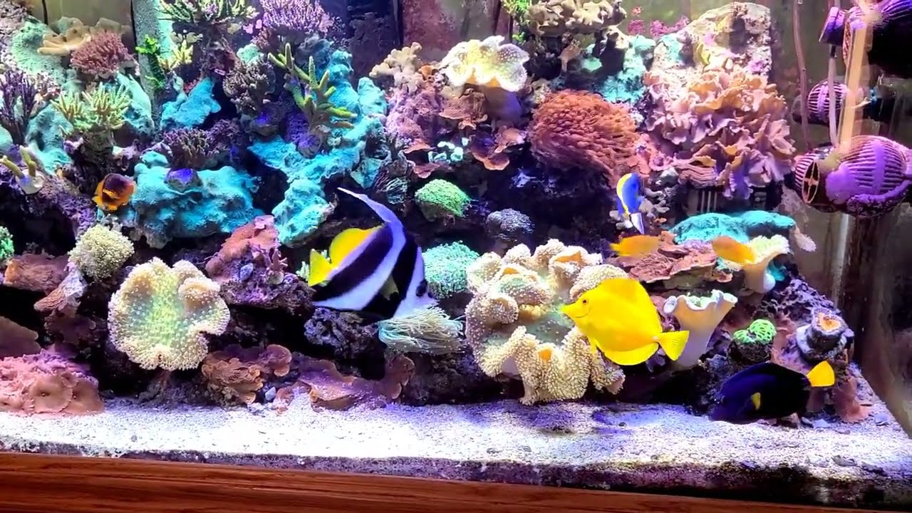 Metal Halide 210 Reef Tank. Equipment and parameters in description!