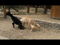 Male alpaca fight - Vicugna pacos - Tuca muzjaka alpake
