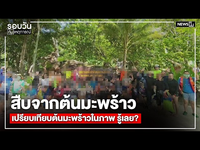 สืบจากต้นมะพร้าว เปรียบเทียบต้นมะพร้าวในภาพ รู้เลย?  : รอบวันทันเหตุการณ์ 17.00 น./ วันที่ 7 ส.ค.69
