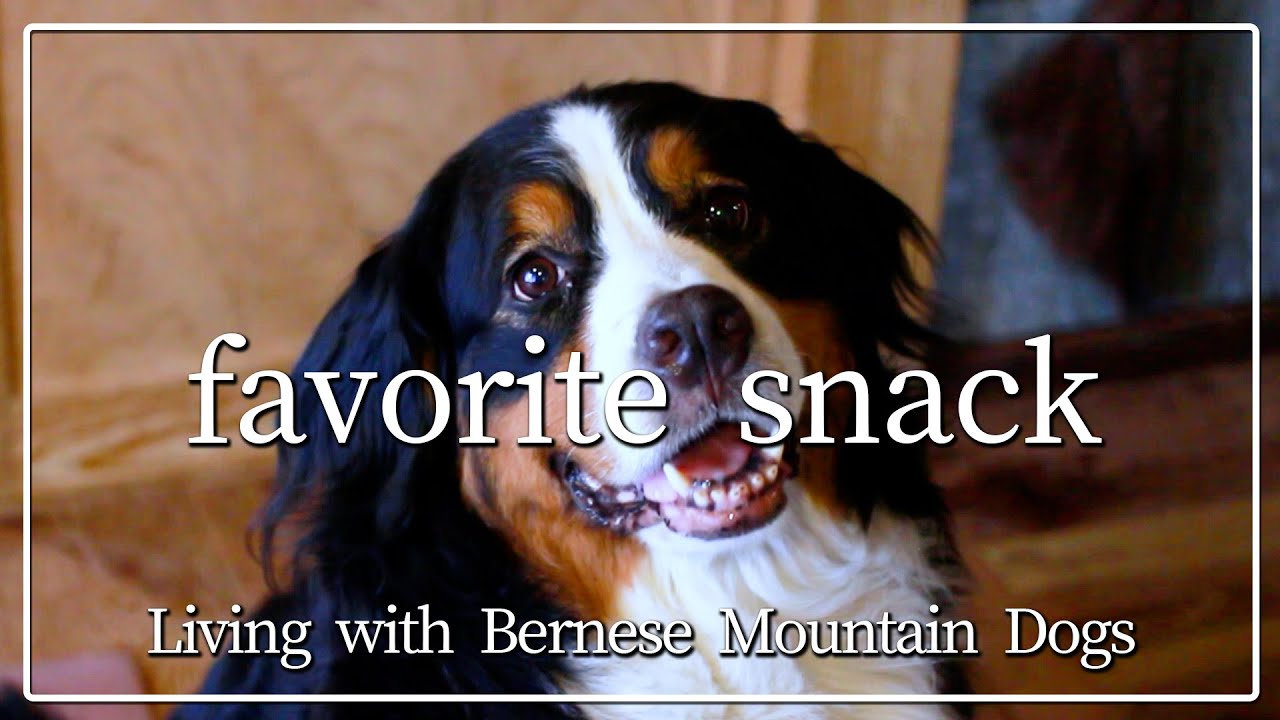 お気に入りのおやつに猛ダッシュ 目を輝かせ舌なめずりする姿がかわいいバーニーズマウンテンドッグ Bernese Mountain Dog 大型犬のおやつ Youtube