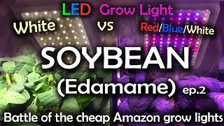 White LED vs Red Blue White LED Grow Test w/Time Lapse - Soybean Ep.2 *Read Description