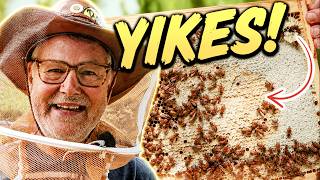 Beekeeping | One Frame Told Me Everything!