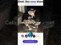stylix.pet | Link in Bio |  stylix.pet turned this cat into pro