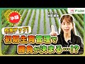 【水稲の収量を最大化する基本戦略】初期分げつの管理が未来を決める