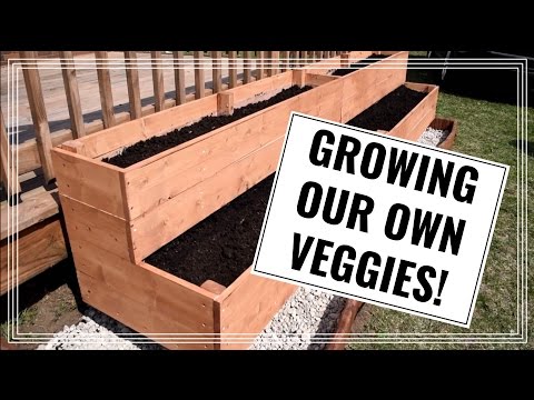 growing-our-own-veggies!-|-diy-raised-vegetable-garden