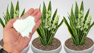 Just Once a Week – Even dead Plants Explode With Growth!