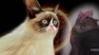 Prophecy Cat Is True 2.  The Sequel. by Hyperspace Man 235,757 views 4 years ago 2 minutes, 19 seconds