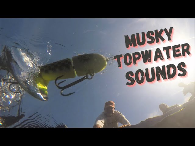 MUSKY TOPWATER SOUNDS and TUNING SECRETS 