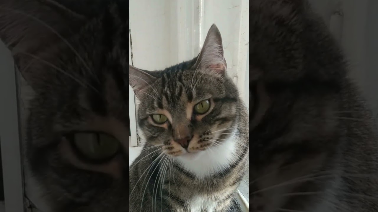 cat