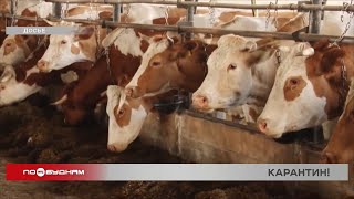 Режим ЧС ввели в двух районах Иркутской области из-за опасного заболевания скота