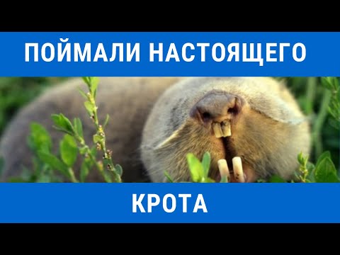 Вопрос: Кроты полностью слепые или хоть что-то, но видят?