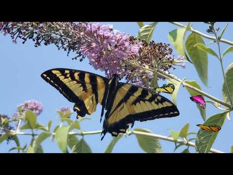 a Fun Little Nature Film of Butterflies Chasing Each Other