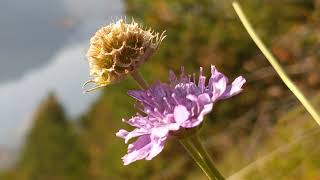 SCABIOSA GRAMINIFOLIA MONTE CENSO 1012 m, ANFO, 10 OTTOBRE 2020 LOMBARDIA (BS) ITALY
