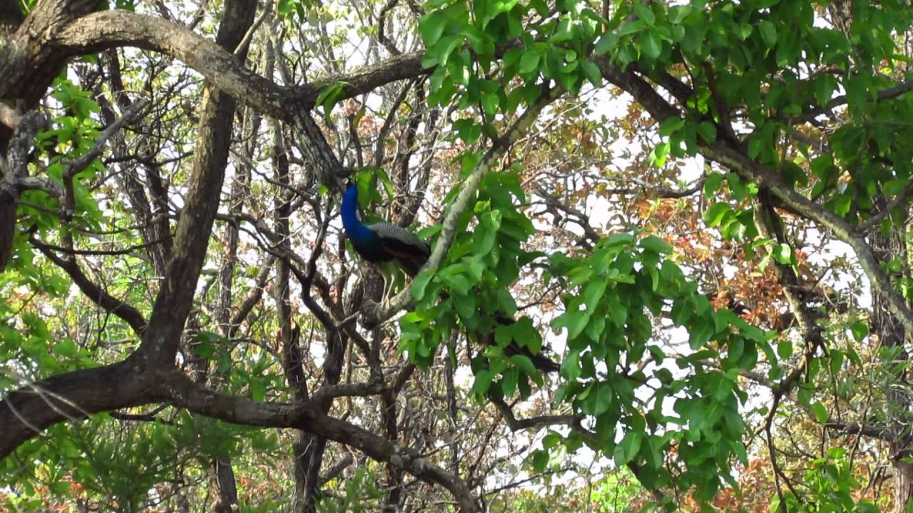 Indian Peafowl Bandhavgarh National Park 08 05 2014 