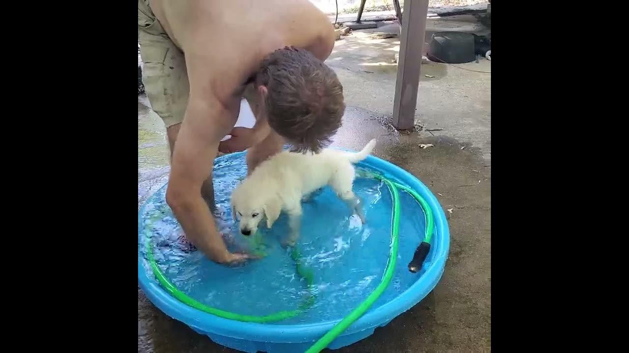 Jericho and his first time swimming! YouTube