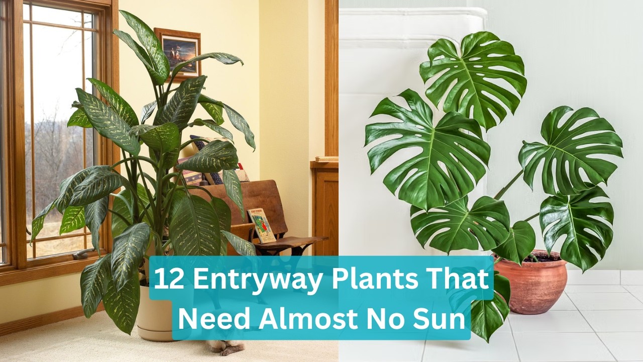 12 Entryway Plants That Need Almost No Sun | Easy Entryway Plant Ideas