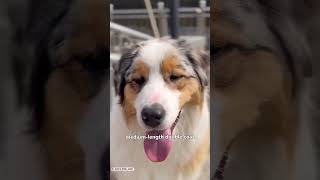 Australian Shepherd Dog 101  Watch This Before