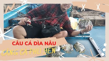 Cách câu Cá Dìa Nâu bằng cần #ikada - Cảng cá Phú yên