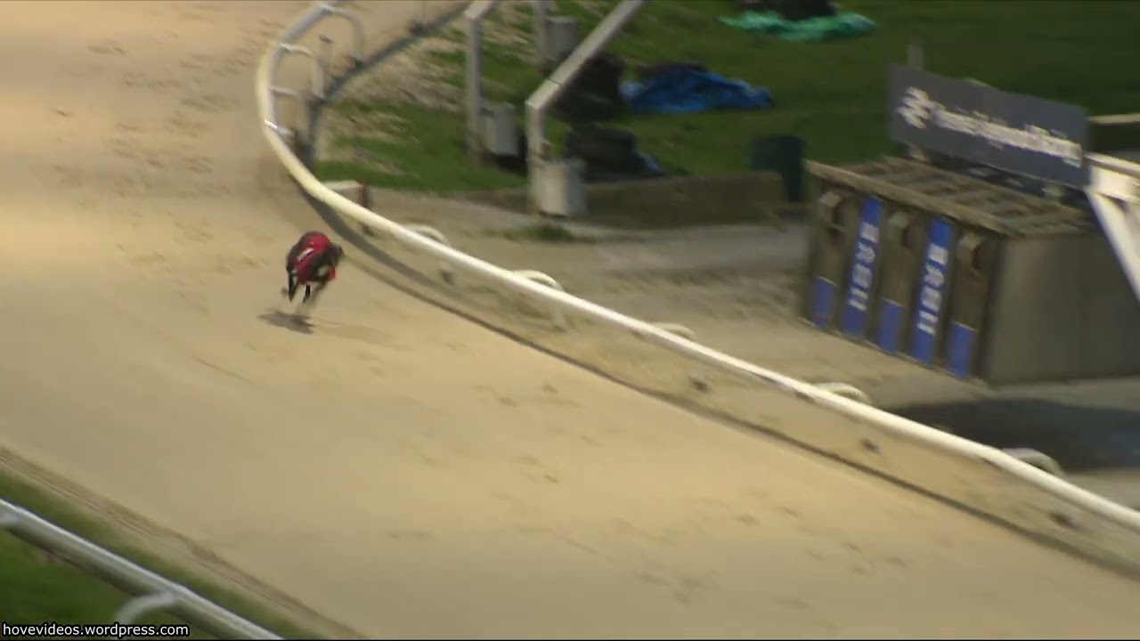 Hove Greyhound Trials 26/2/26