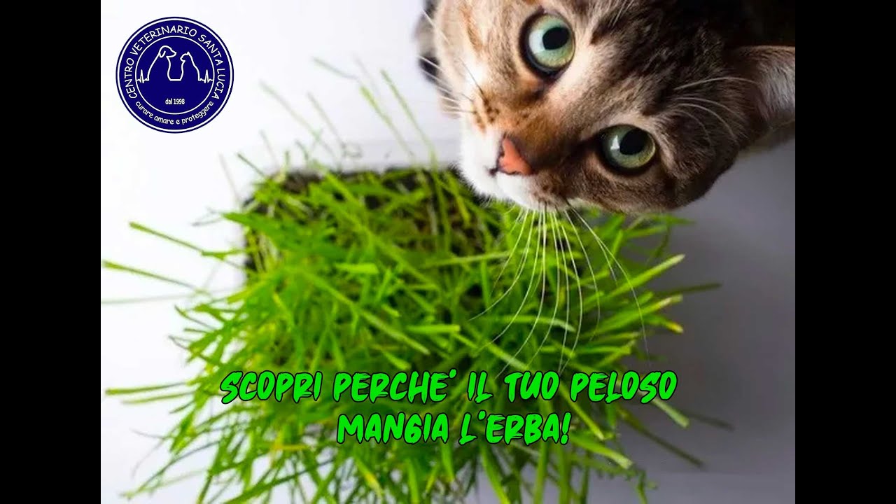 94 - Scopri perchè il tuo cane o gatto mangia l’erba!