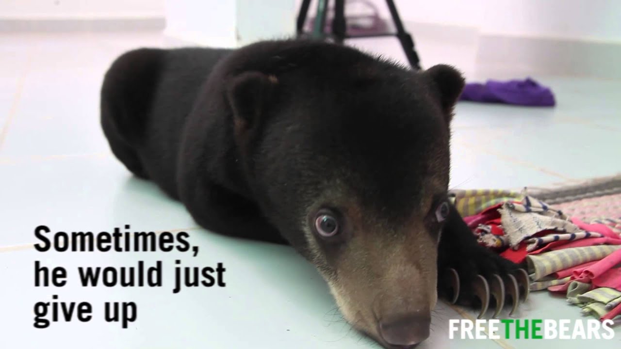 animal welfare act of 1998 tagalog Bear Cub Learns to Walk