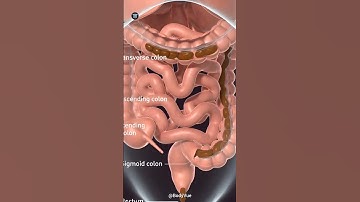 How The Colon Moves Waste to Exit (3D Peristalsis) #humanbody #humananatomy