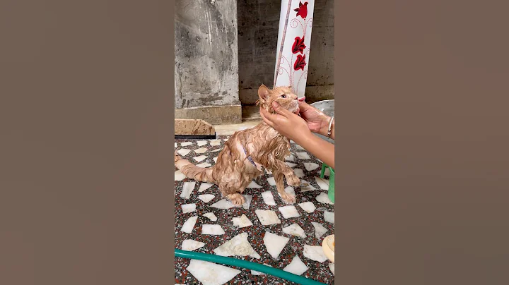 Video 11093261: persiancat cat funny pets