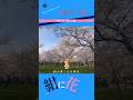 紺に花/赤い公園 ギター弾き語りcover Kon ni Hana/Akai Kouen/Red Park