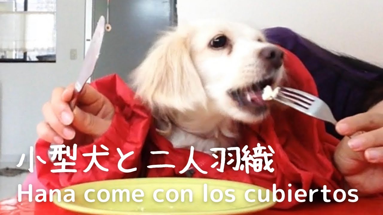 Hana Come Con Los Cubiertos 小型犬と二人羽織してみた Youtube